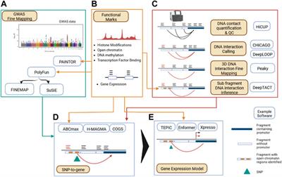 Frontiers | 3D Genome Organization Links Non-coding Disease-associated ...